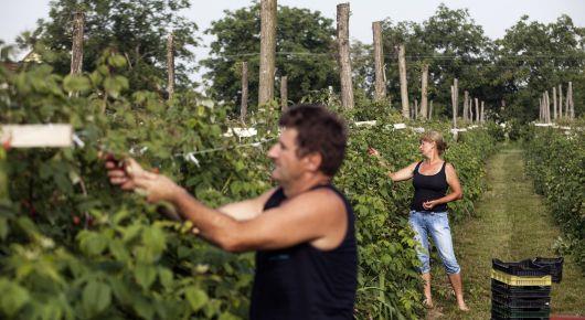 FAO study suggests policies to strengthen family farms in Serbia