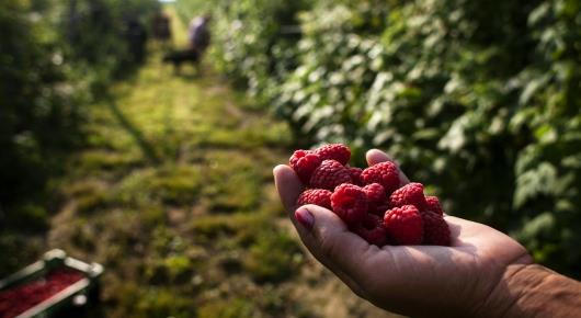 Имеющая географические указания маркировка поможет производителям вишни и малины в Сербии