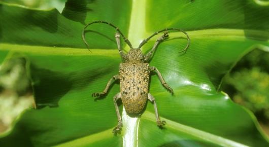 FAO shepherds region-wide cooperation on forest invasive species