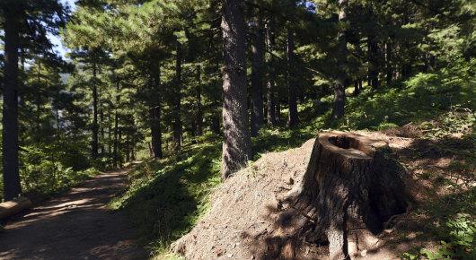 FAO supports efforts for sustainable management of Macedonian forests