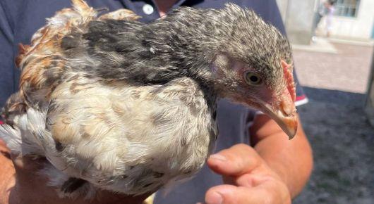 Development of poultry farming helps families and schools in Kyrgyzstan
