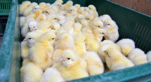 Families in Ukraine to receive additional emergency agricultural support