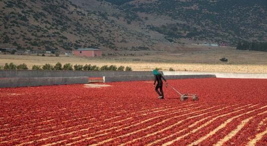 Agriculture brings hope to Syrian refugees in Turkey