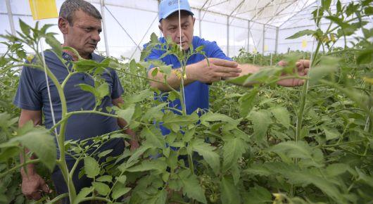 Experts discussed international standards for phytosanitary measures
