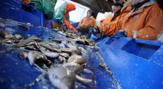 Проект ФАО направлен на обеспечение безопасности рыбной продукции в Украине
