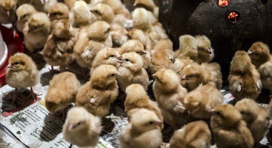 Free online training increases capacity of veterinary laboratories in the region