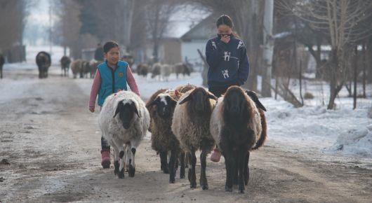Central Asia and global partners discuss the future of animal health and One Health in the region
