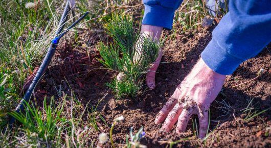New initiative to restore forests in Europe, the Caucasus and Central Asia