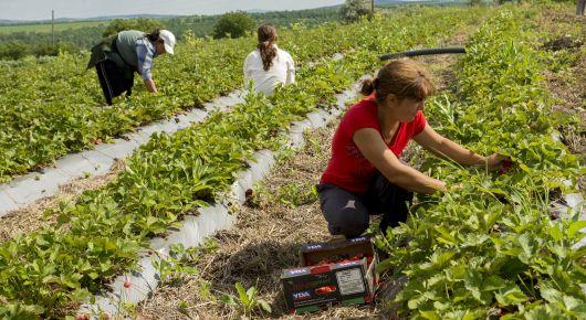 Republic of Moldova to boost agrifood promotion, improve data collection