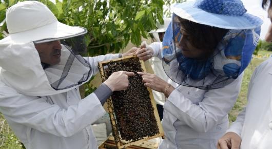 ФАО поддерживает пчеловодство в сельской местности восточной Украины