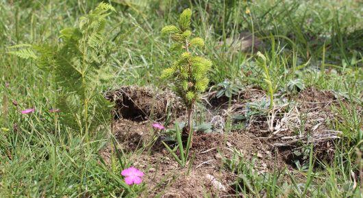 Joint FAO–UNECE sessions focus on future of European forests