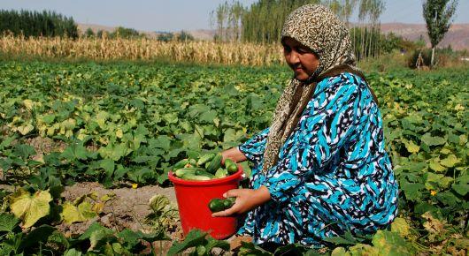 Webinar underlined the extension and advisory services’ crucial impact on sustainable food systems