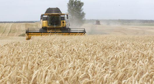 New effort strengthens regional collaboration against wheat rust diseases