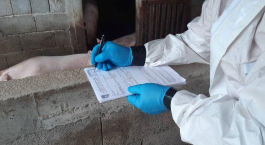 Montenegro undertakes African swine fever simulation exercise