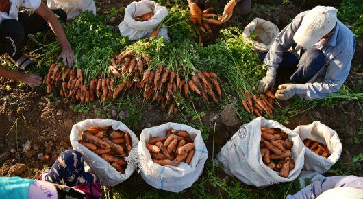 FAO supports smart farming in Uzbekistan and Vietnam benefitting youth