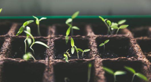 Ensuring quality seeds when the need is greatest