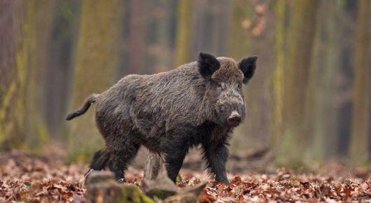 Coordination remains crucial for African swine fever preparedness in the Balkans