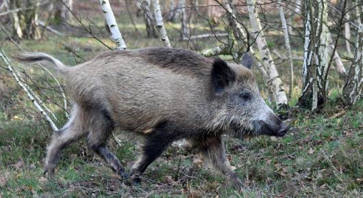 Evidence points to wild boar in transmission of African swine fever