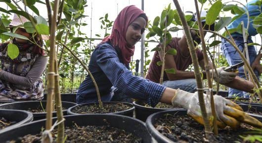 FAO enhances knowledge and skills of Syrians and local farmers through Farmer Field Schools