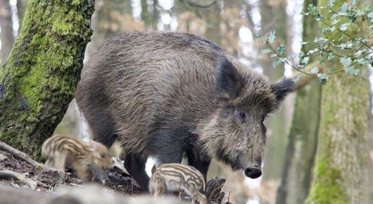 FAO and MammalNet joint app helps detect African swine fever in wild boar