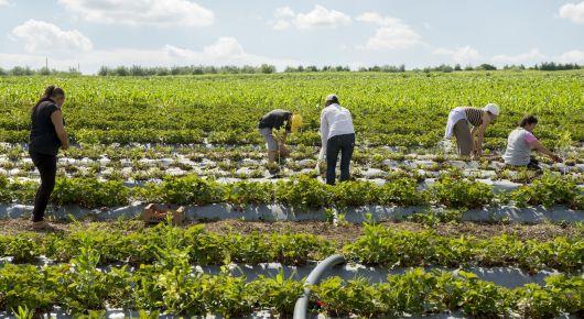 Moldovan agriculture set to become more resilient against climate change