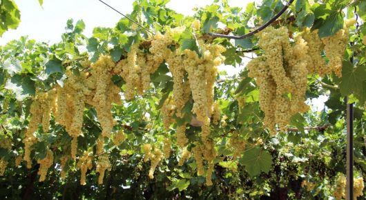 FAO, Armenia collaborate on the prevention of grape phylloxera pests