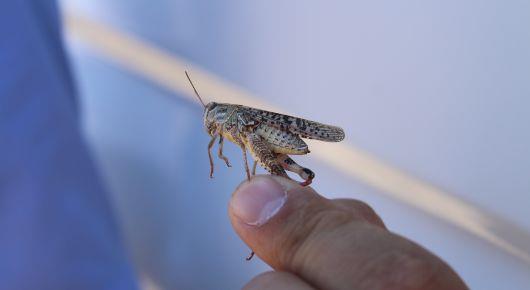 FAO stands by Kyrgyzstan in locust emergency