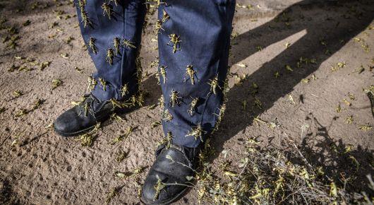 ФАО и Япония продолжают борьбу с саранчой в Центральной Азии