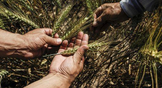 Turkmenistan joins FAO projects on food loss and waste, fisheries, and wheat rust disease