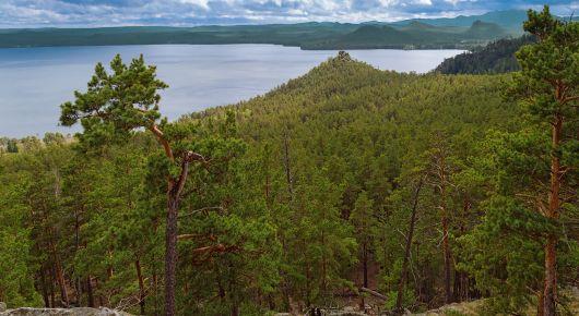FAO, UNECE support Kazakhstan in developing a master plan for the forest sector