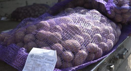 ФАО распределяет семенной картофель в восточной Украине