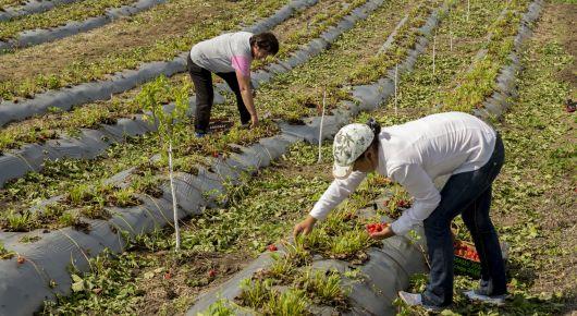 FAO: With joint actions, we can recover from the current crisis