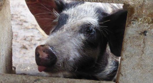 Over 300 Russian-speaking veterinarians trained on African swine fever preparedness