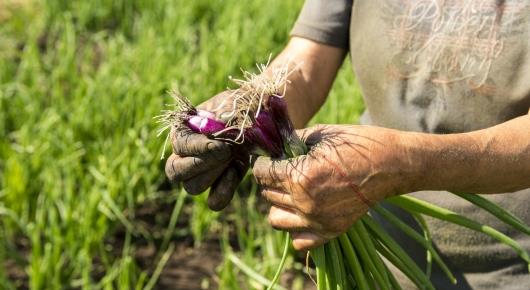 Countries bet on agroecology for sustaining natural resources and rural livelihoods