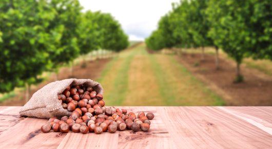 Good agricultural practices help Azerbaijani hazelnut farmers increase efficiency and quality