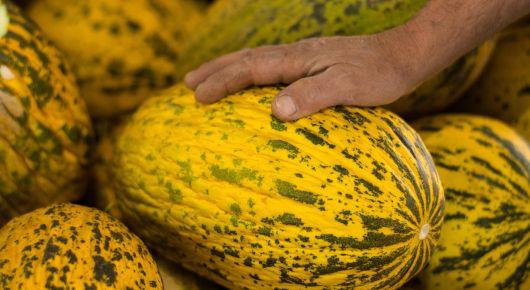 Holistic approaches and reduced chemical use increase soil productivity and crop yields