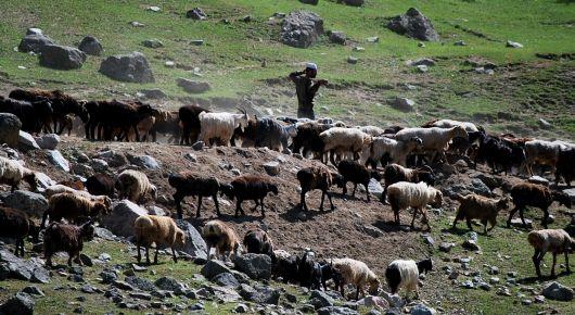 FAO outlines strategy for healthy and productive livestock in Europe and Central Asia