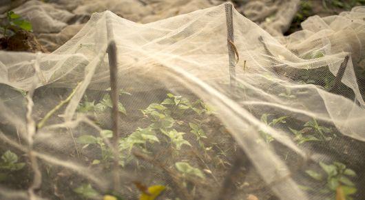 North Macedonia, FAO work to ease Green Climate Fund investments