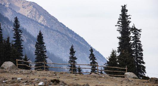 Kyrgyzstan and FAO partner for green development in forests and pastures