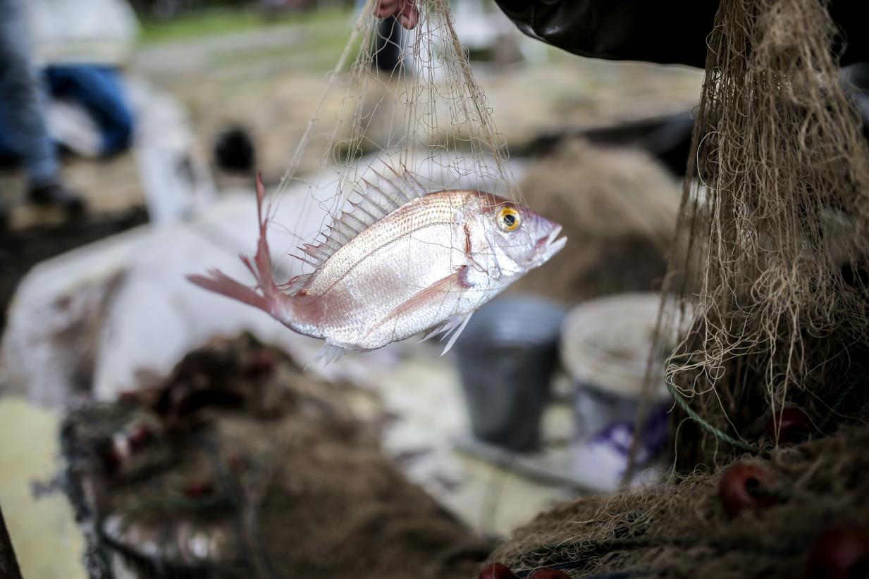 Creating new income opportunity for local fishing communities in Turkey