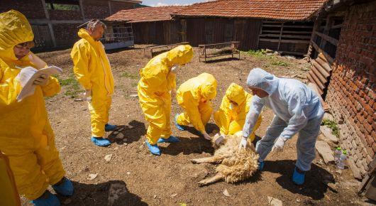 Multi-country simulation to test animal disease preparedness in the Balkans