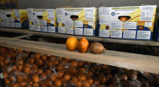 FAO promotes digital solutions for plant trade