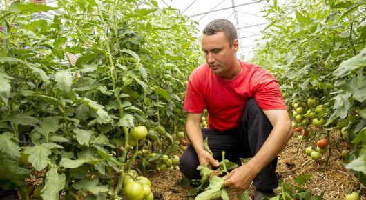 COVID-19 causes havoc to supply chains for fresh fruits and vegetables