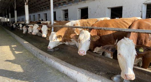 FAO assesses Tajikistan’s capacity to detect and diagnose animal diseases