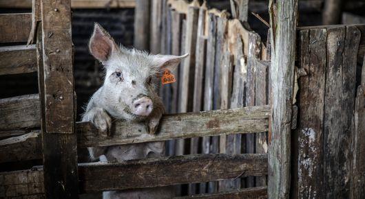 Trainings on pig disease and farm biosecurity continue