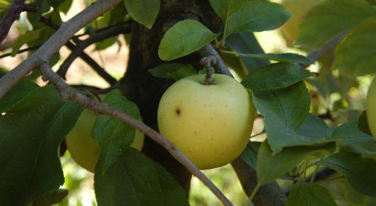 FAO crop experiment sees lower pesticide use reap rewards in Turkey