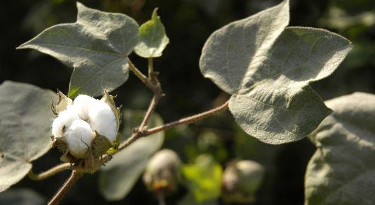 To diversify the country’s economy, FAO offers support for Turkmenistan’s agrifood sector