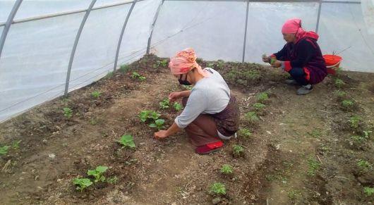 Central Asia exchanged pandemic experiences and policy work on food security