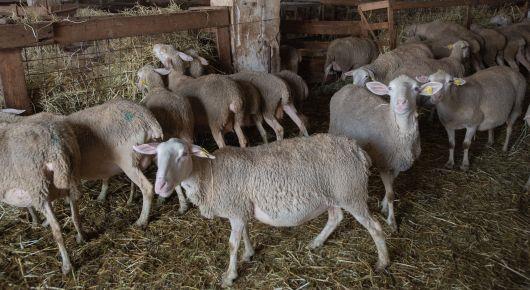 Strengthening sheep production system in Azerbaijan through farmer field schools