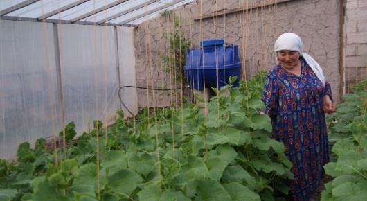 Drip irrigation boosts water efficiency for Tajik farmers
